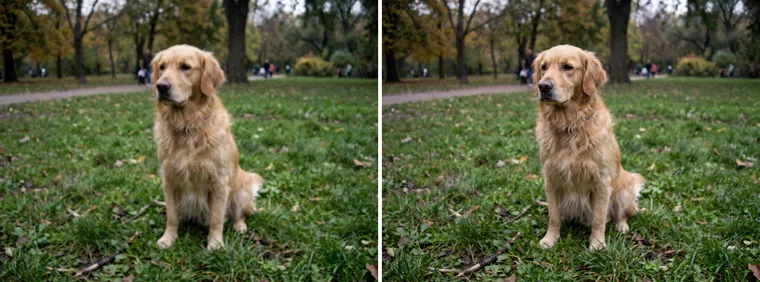 À gauche, une photo floue et bruitée d’un golden retriever dans un parc ; à droite, la même scène, nette, avec un pelage et une herbe détaillés