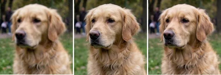 La tête du chien en gros plan dans trois versions : la source floue, nette après l’upscaler, nette après Nano Banana Pro