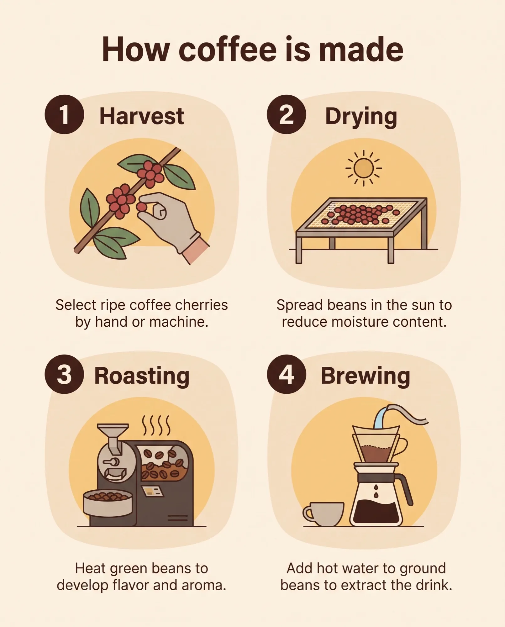 Infographie « How coffee is made » en quatre étapes avec illustrations et légendes