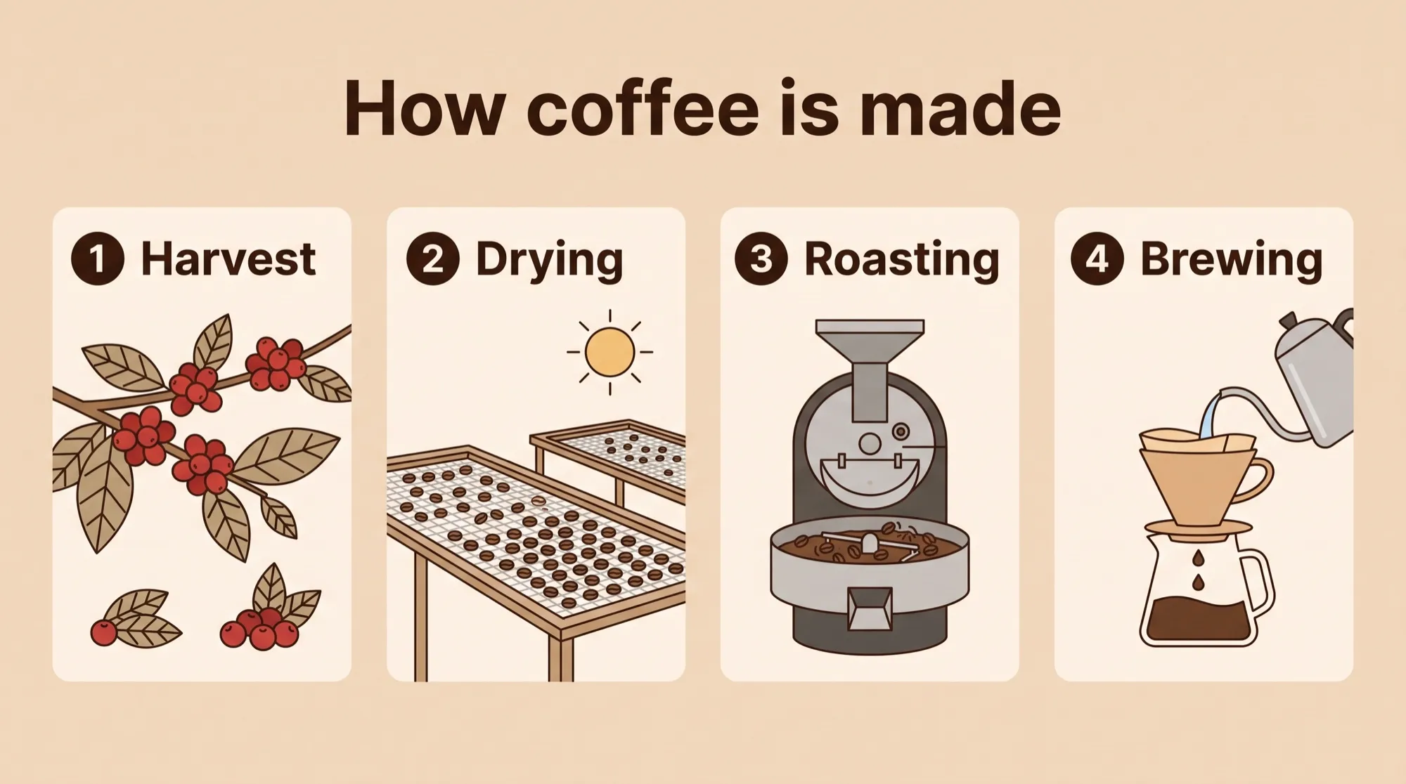 Infographie en quatre étapes sur la fabrication du café